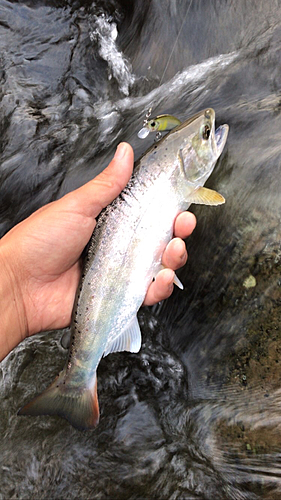 アマゴの釣果