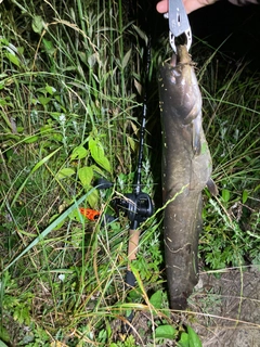 ナマズの釣果