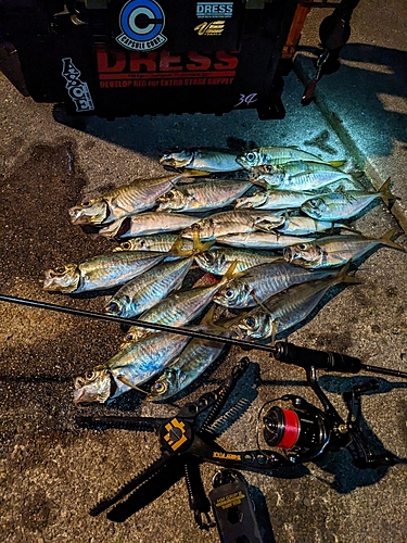 アジの釣果