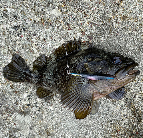 ムラソイの釣果