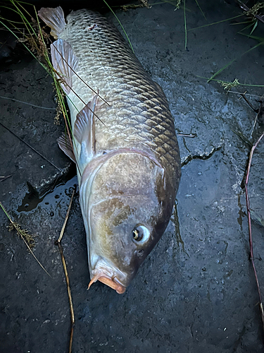 コイの釣果