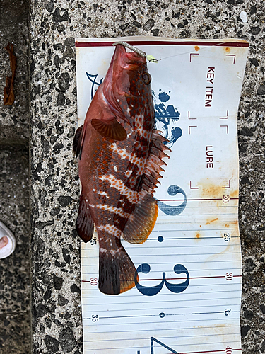 アコウの釣果