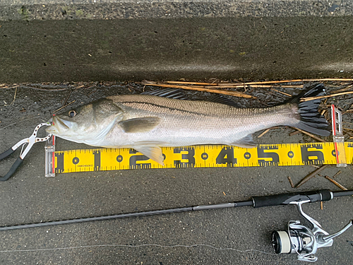 シーバスの釣果