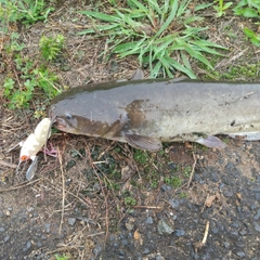 マナマズの釣果