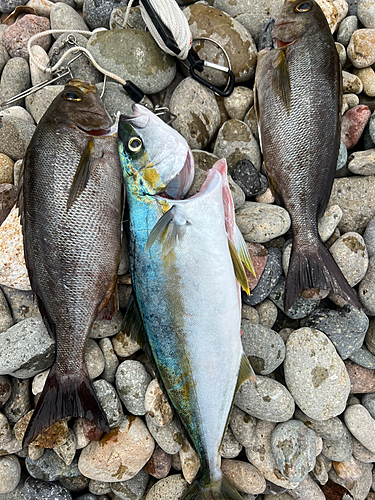 ヒラマサの釣果