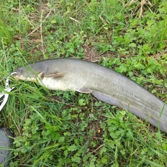 マナマズの釣果