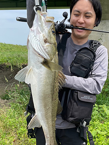 スズキの釣果