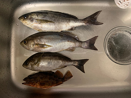 モンゴウイカの釣果