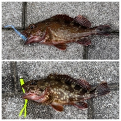 ガシラの釣果