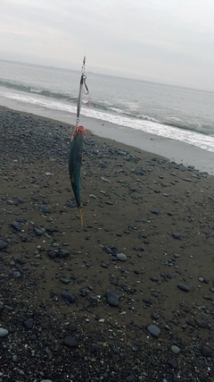 ワカシの釣果