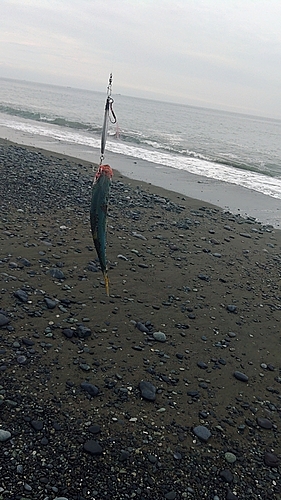 ワカシの釣果