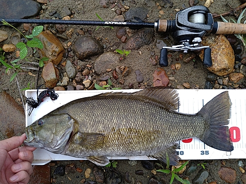 スモールマウスバスの釣果