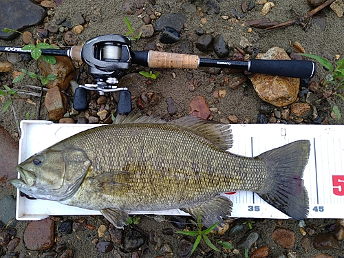 スモールマウスバスの釣果