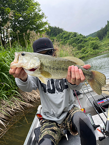 ブラックバスの釣果