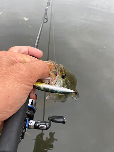 ラージマウスバスの釣果