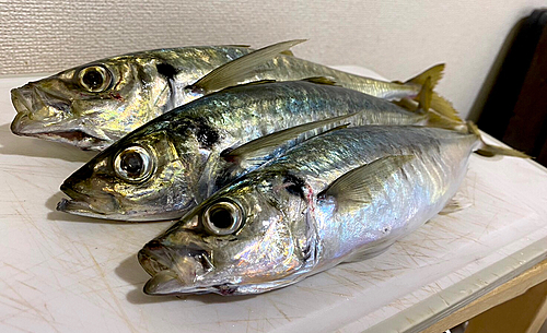 マルアジの釣果