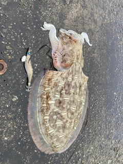 モンゴウイカの釣果
