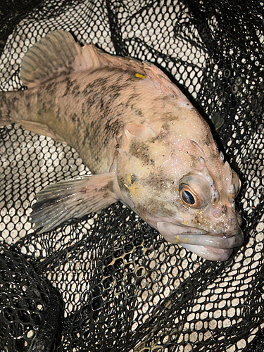 ソイの釣果