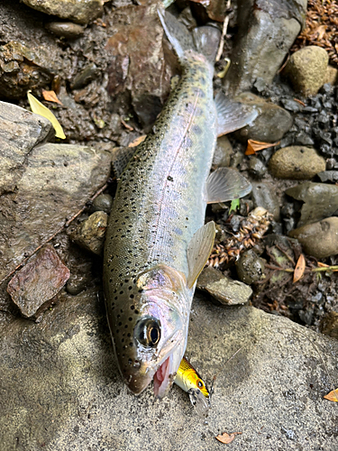 ニジマスの釣果