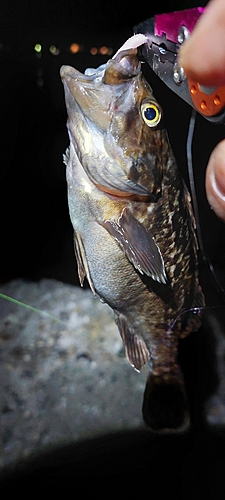 クロソイの釣果