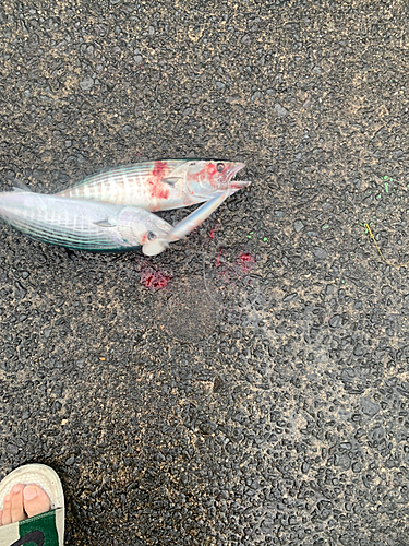 ハガツオの釣果