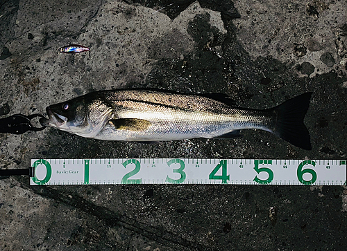 シーバスの釣果