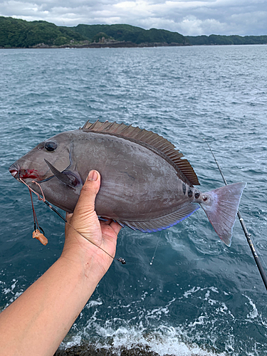 サンノジの釣果