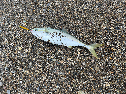 イナダの釣果