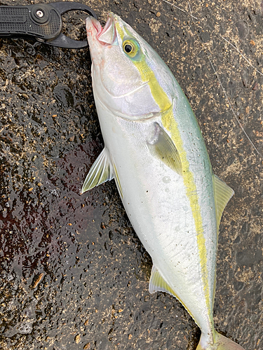 イナダの釣果