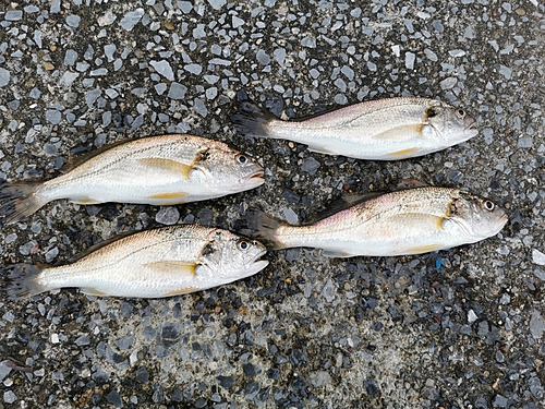 イシモチの釣果