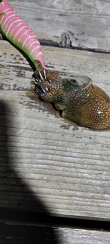 ミミイカの釣果