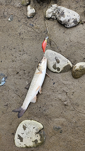 ウグイの釣果