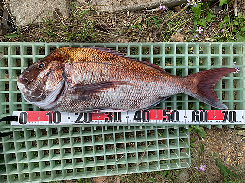 マダイの釣果