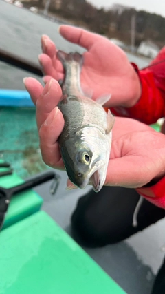 ブラウントラウトの釣果