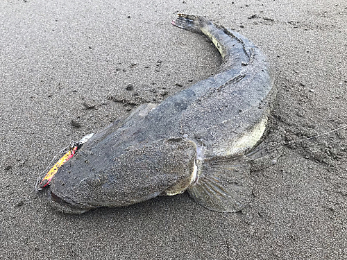 マゴチの釣果