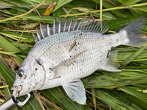 キビレの釣果