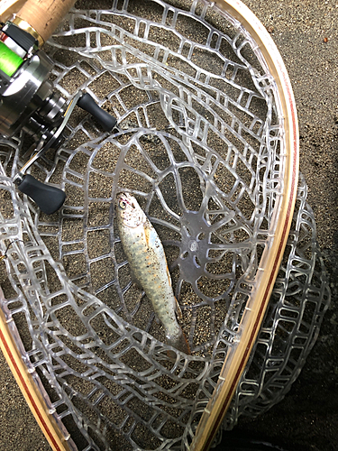 イワナの釣果