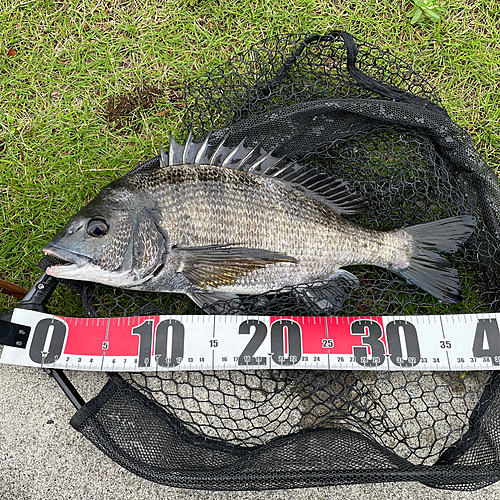 クロダイの釣果