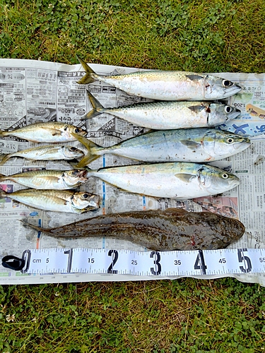 マゴチの釣果