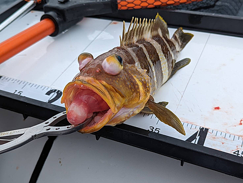 アオハタの釣果