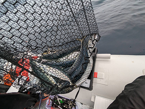 マサバの釣果