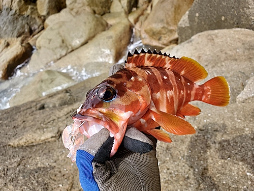 アカハタの釣果