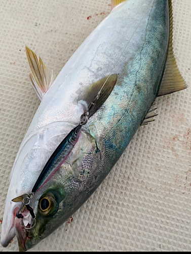 ヤズの釣果