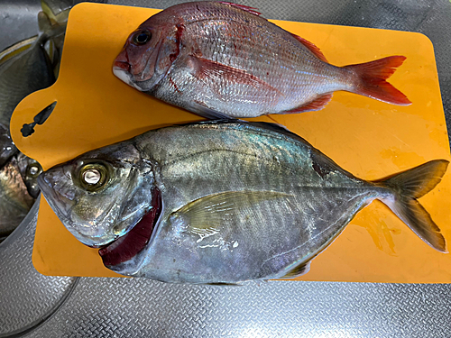 カイワリの釣果