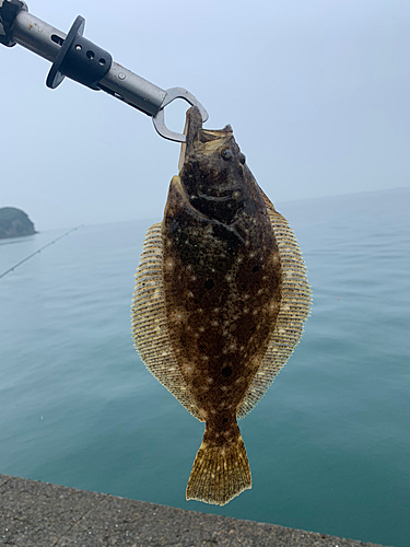 ヒラメの釣果