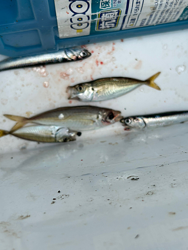 カタクチイワシの釣果