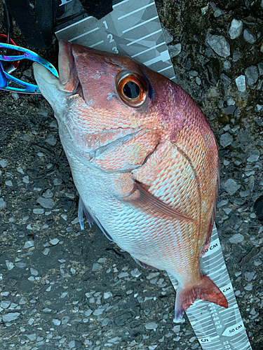 マダイの釣果