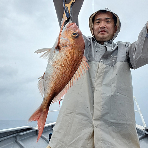 マダイの釣果