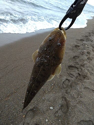 マゴチの釣果