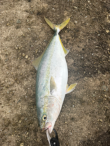 ハマチの釣果